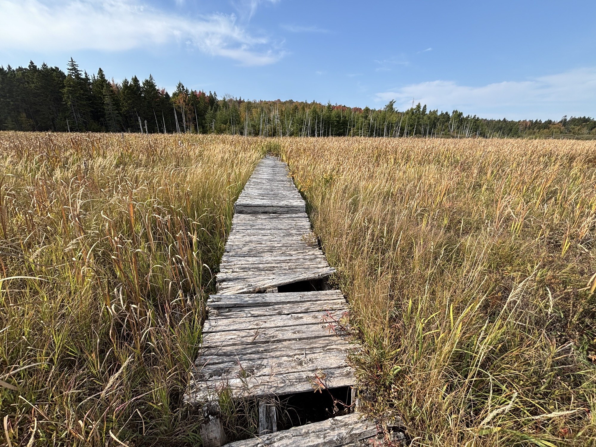 Abandoned Boardwalks of the Mud Lake Nature Trails